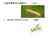 初中语文 人教课标版（部编）八年级上册《昆虫记》：科普作品的阅读 昆虫记 课件(2)