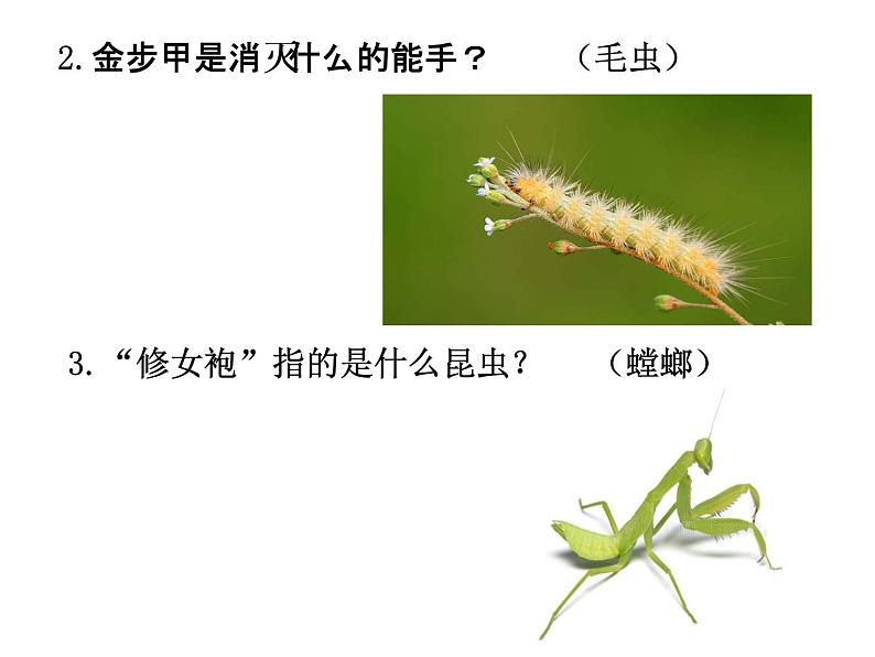 初中语文 人教课标版（部编）八年级上册《昆虫记》：科普作品的阅读 昆虫记 课件(2)第5页