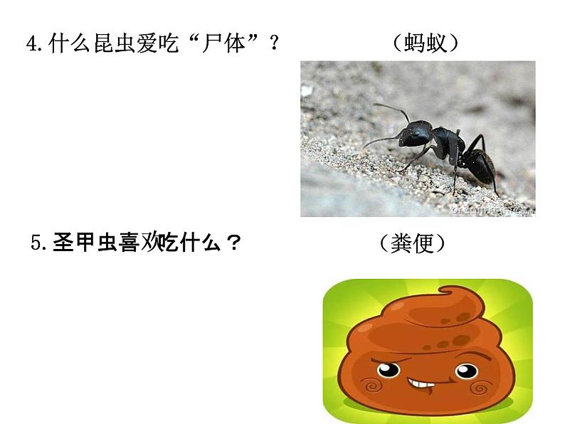 初中语文 人教课标版（部编）八年级上册《昆虫记》：科普作品的阅读 昆虫记 课件(2)第6页