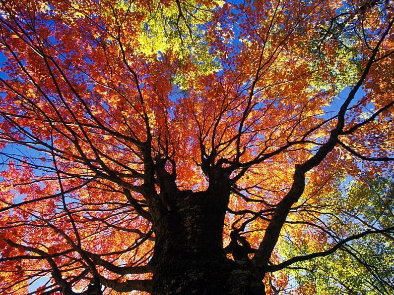 初中语文 人教课标版（部编） 七年级上册 秋词 课件01