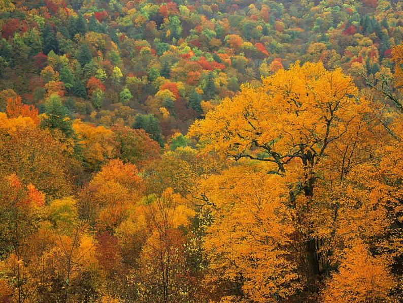 初中语文 人教课标版（部编） 七年级上册 秋词 课件02