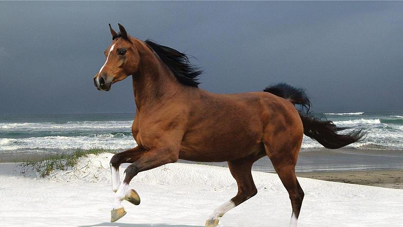 第23课《马说》课件（共28张PPT）2021—2022学年部编版语文八年级下册第2页