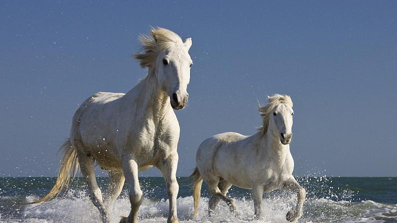 第23课《马说》课件（共28张PPT）2021—2022学年部编版语文八年级下册第3页