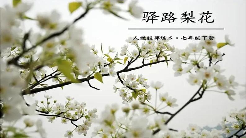 第15课《驿路梨花》课件（22张PPT）2021-2022学年部编版语文七年级下册第1页