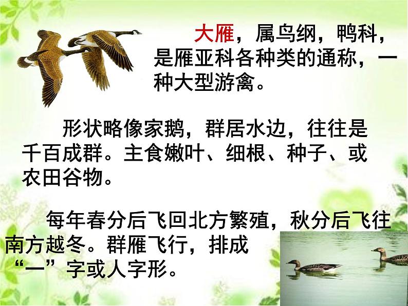 第7课《大雁归来》课件（共23张PPT）2021—2022学年部编版语文八年级下册第2页