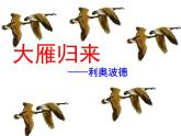 第7课《大雁归来》课件（共23张PPT）2021—2022学年部编版语文八年级下册