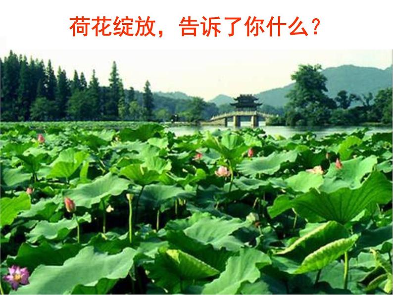 第5课《大自然的语言》课件（共43张PPT）2021—2022学年部编版语文八年级下册第4页