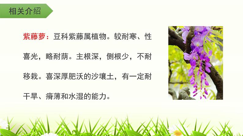 第18课《紫藤萝瀑布》课件2021-2022学年部编版语文七年级下册第6页