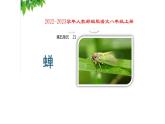 2022-2023学年人教部编版语文八年级上册 第五单元 21蝉 课件