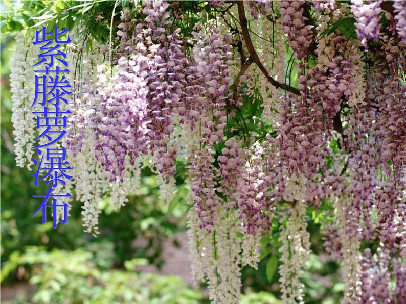 《紫藤萝瀑布》课件ppt24201