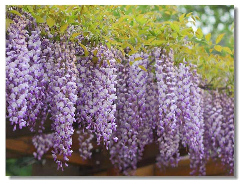 《紫藤萝瀑布》课件ppt24203