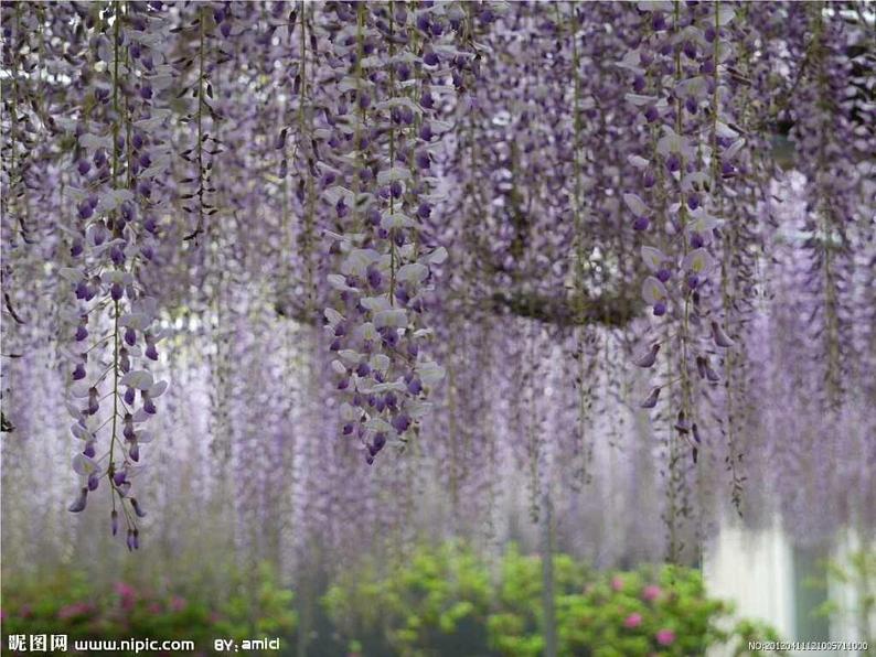 《紫藤萝瀑布》课件ppt24204