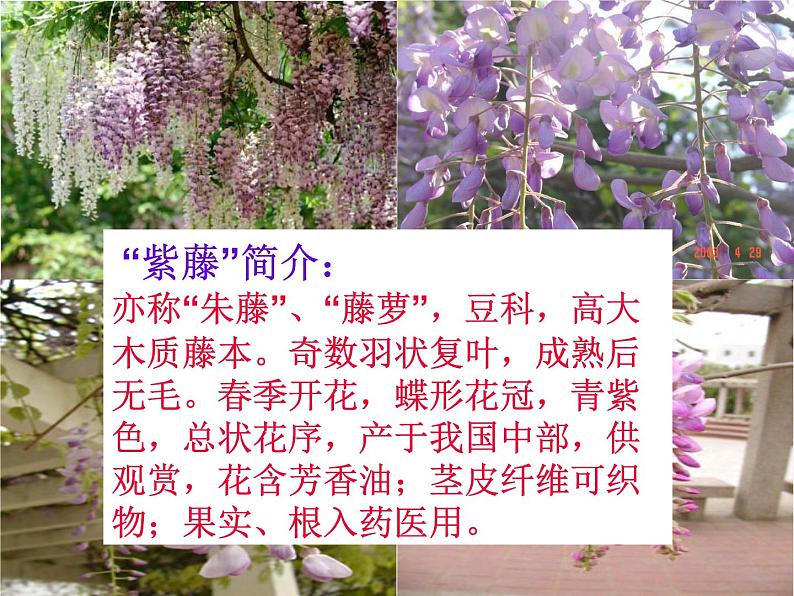 《紫藤萝瀑布》课件ppt24207