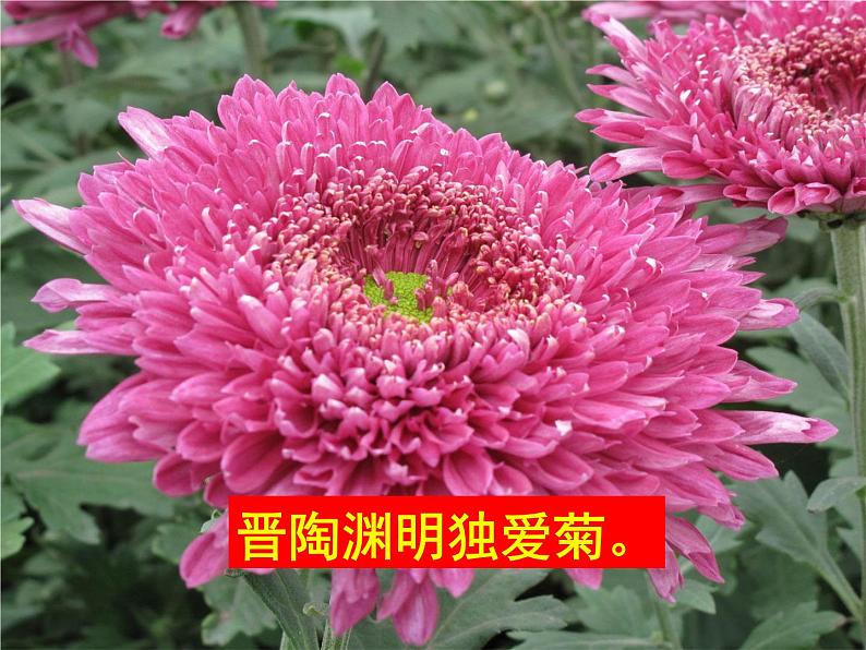 《爱莲说》课件 ppt280第6页