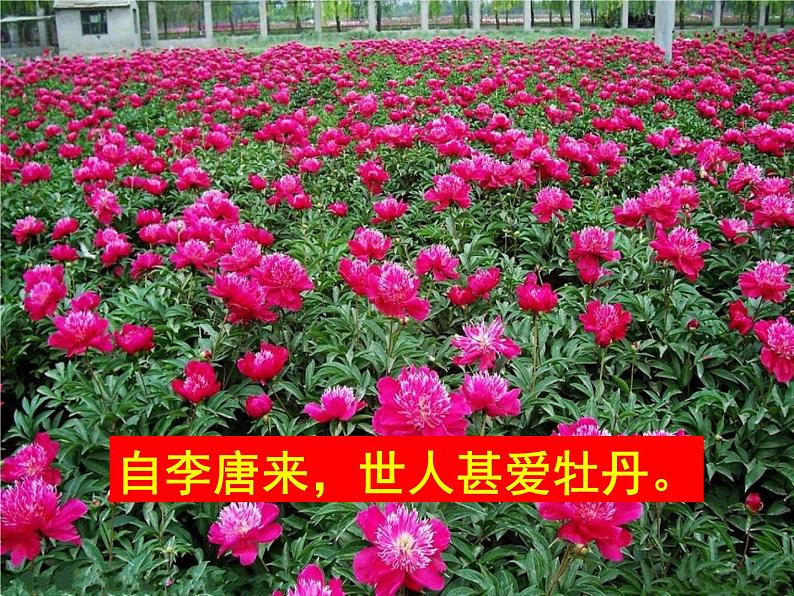 《爱莲说》课件 ppt280第7页