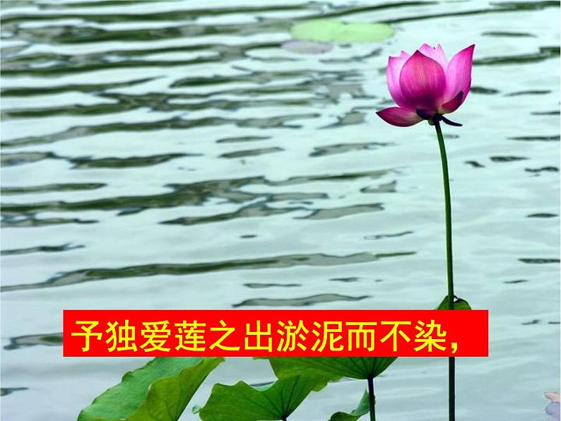 《爱莲说》课件 ppt280第8页