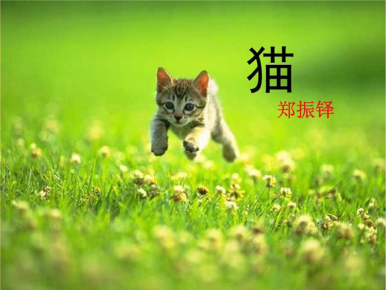 第16课《猫》课件2021-2022学年部编版语文七年级上册01