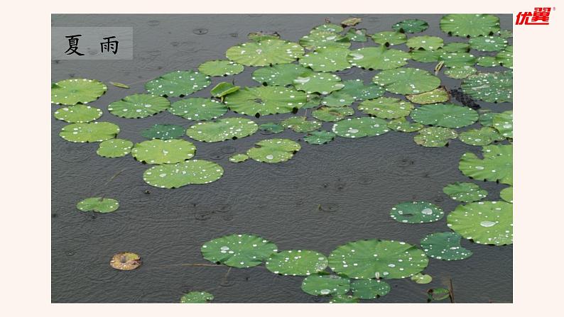 3  雨的四季课件PPT第5页