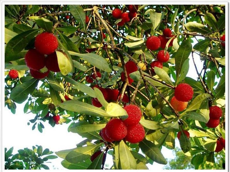 17.昆明的雨课件PPT07