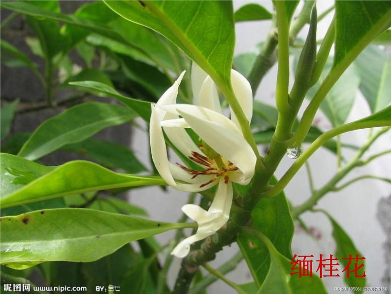 17.昆明的雨课件PPT08