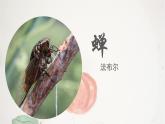 21.八上第五单元《蝉》课件PPT