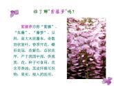 部编版七年级语文下册课件-- 18 紫藤萝瀑布（精品课件）