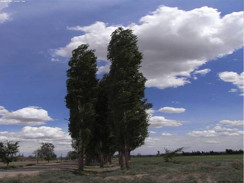 第15课《白杨礼赞》课件（共28张PPT）03