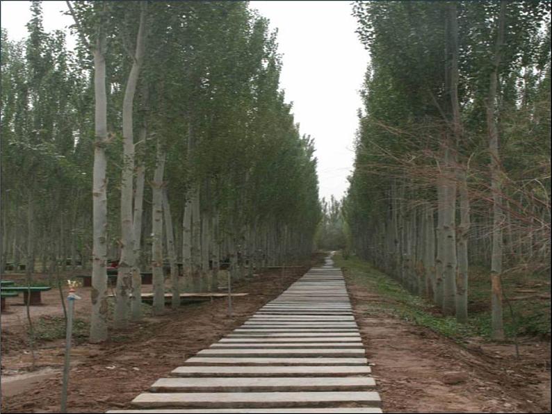 第15课《白杨礼赞》课件（共28张PPT）05