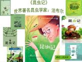 20 蝉 课件（共12张PPT）