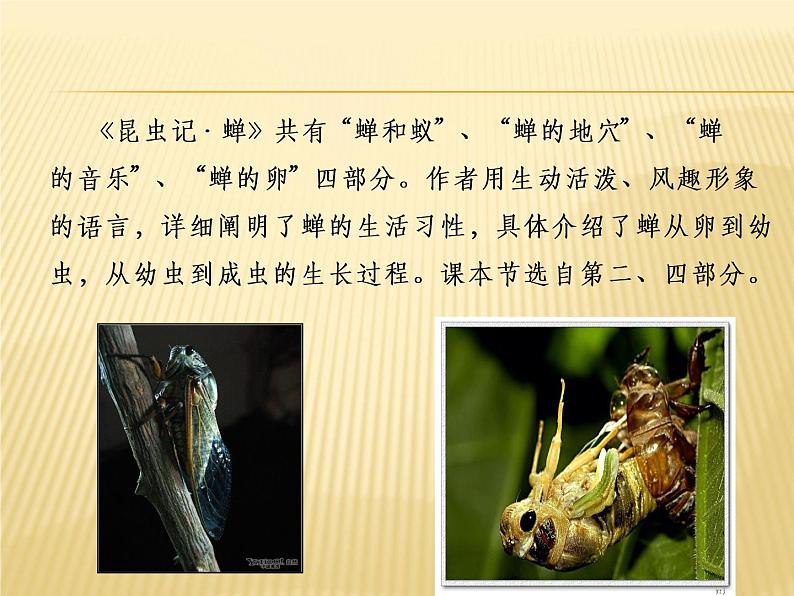 蝉第5页
