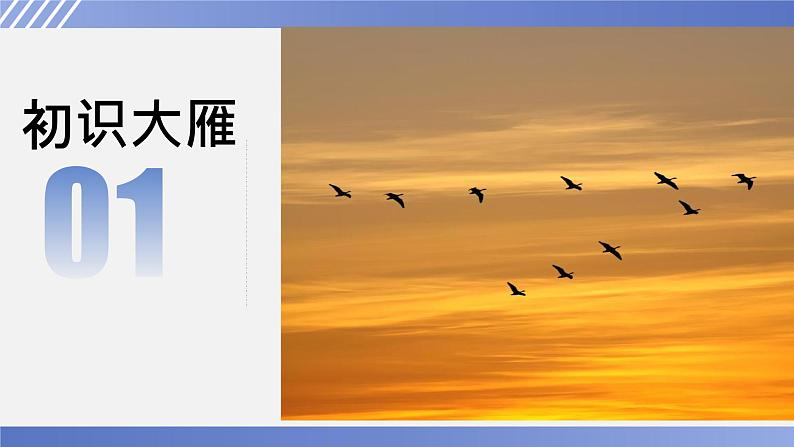 第7课《大雁归来》课件（共19张PPT）2021—2022学年部编版语文八年级下册第4页