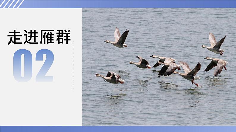 第7课《大雁归来》课件（共19张PPT）2021—2022学年部编版语文八年级下册第8页