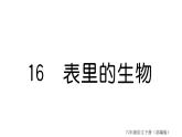 16 表里的生物  训练课件（19张）