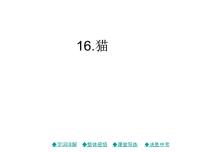 语文人教部编版 (五四制)16 猫习题课件ppt