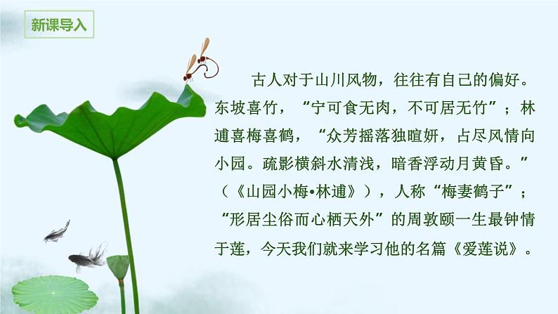 专题22  短文两篇之《爱莲说》（精品课件）-2021-2022学年七年级语文下学期精品课件+教学设计第2页