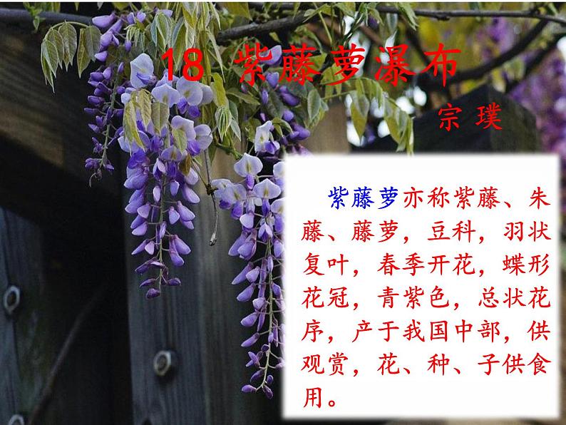 《紫藤萝瀑布》ppt课件01