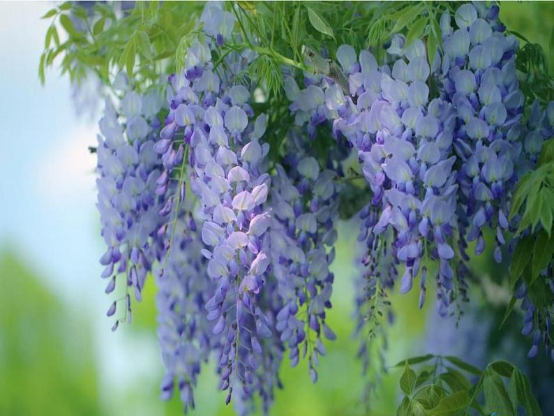 《紫藤萝瀑布》ppt课件03