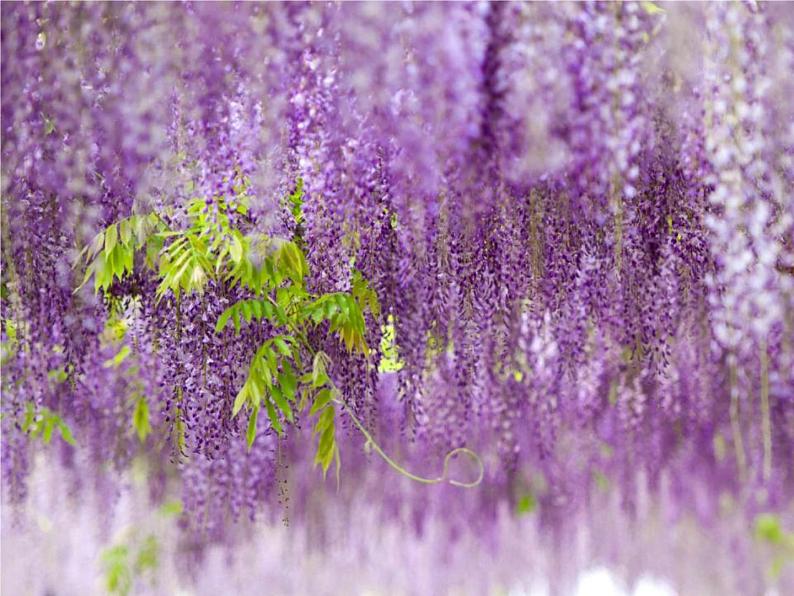 《紫藤萝瀑布》ppt课件04