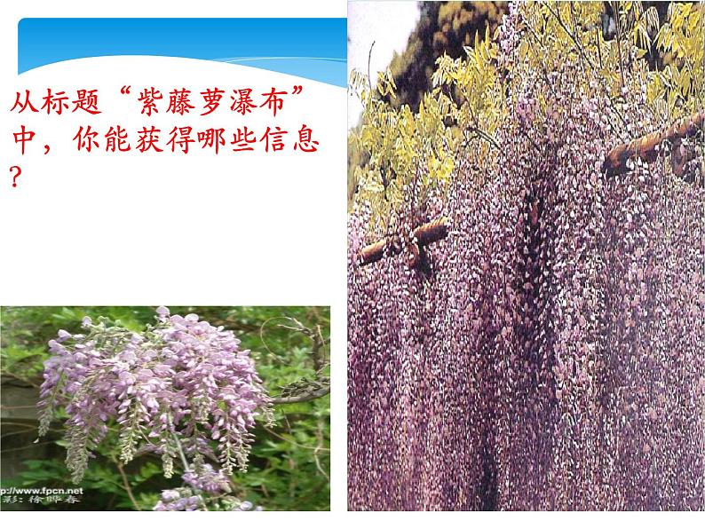 《紫藤萝瀑布》ppt课件08