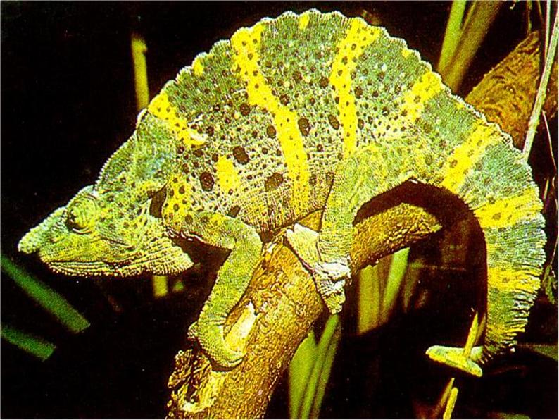 部编版初中语文九年级下册《变色龙》课件06