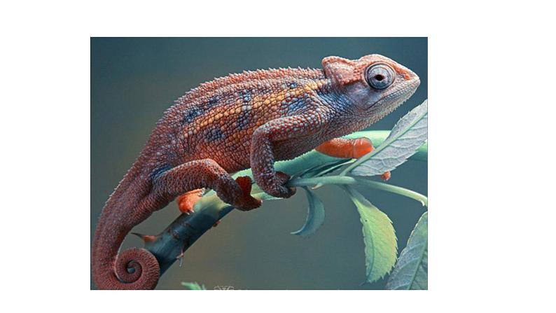 部编版语文九年级下册《变色龙》同步课件06