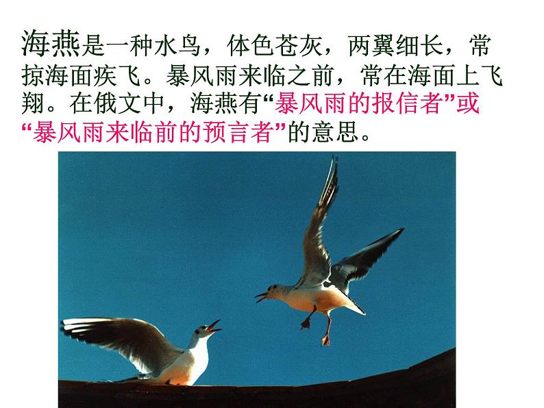 初中九年级下册《海燕》优秀语文课件第8页