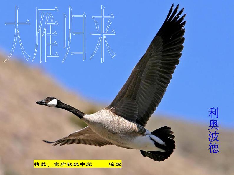 第7课《大雁归来》课件（共19张PPT）2021—2022学年部编版语文八年级下册01