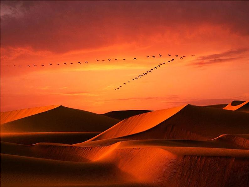 第7课《大雁归来》课件（共25张PPT）2021—2022学年部编版语文八年级下册第3页