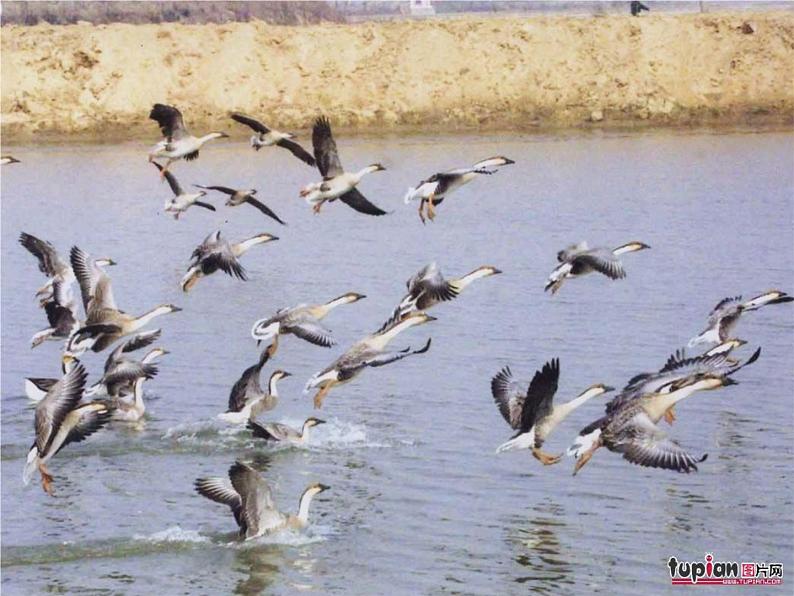 第7课《大雁归来》课件（共25张PPT）2021—2022学年部编版语文八年级下册第5页