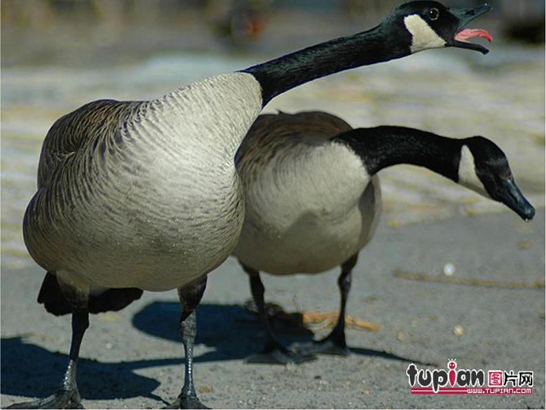 第7课《大雁归来》课件（共25张PPT）2021—2022学年部编版语文八年级下册第7页