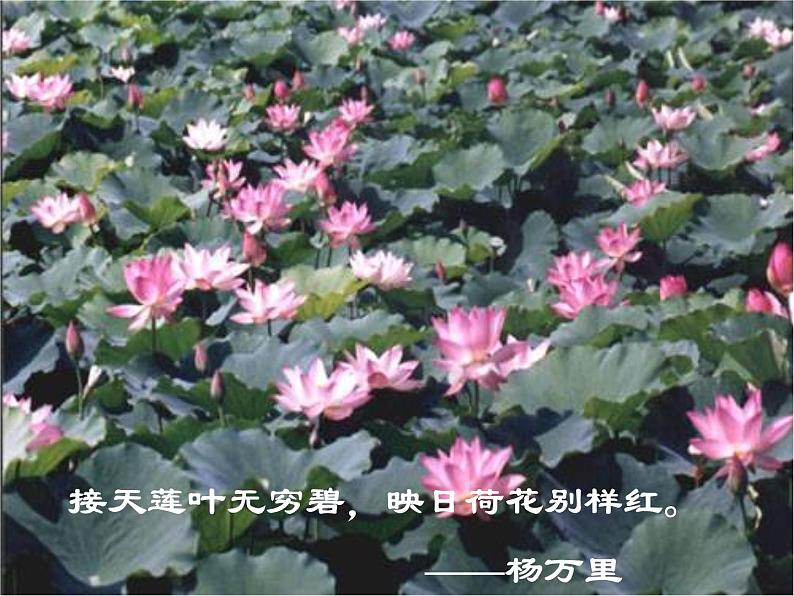 第17课《爱莲说》课件+++2021-2022学年部编版语文七年级下册第4页
