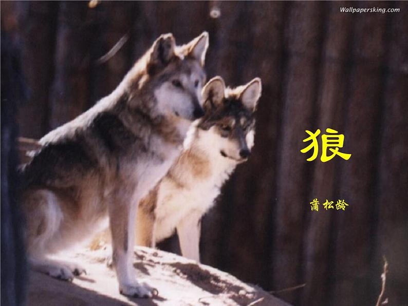 第18课《狼》课件（共41张PPT）2022—2023学年部编版语文七年级上册01