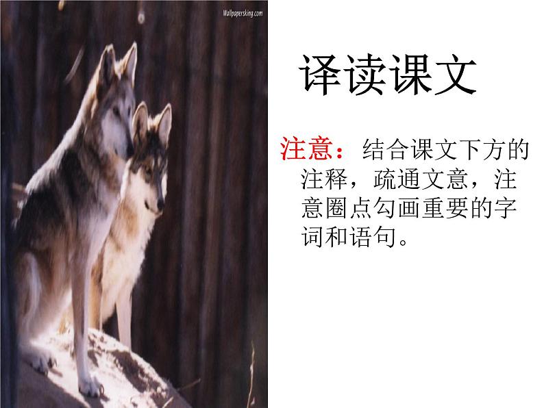 第18课《狼》课件（共41张PPT）2022—2023学年部编版语文七年级上册07