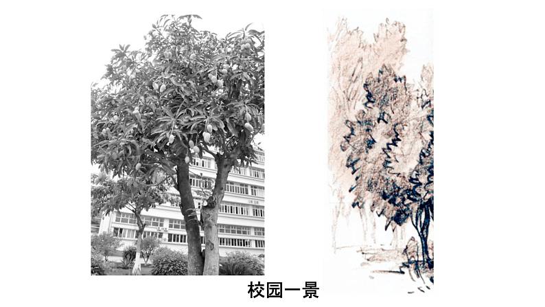 初中语文 八上 写作 学会描写景物（第二课时）课件第6页